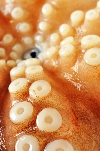 Raw octopus — Stock Photo, Image
