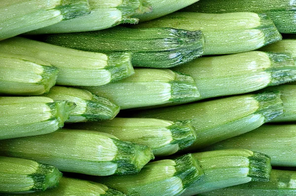Freshly picked zucchini — Stock Photo, Image
