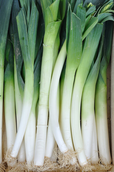 Fresh leeks