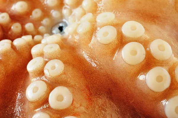 Raw octopus, closeup — Stock Photo, Image