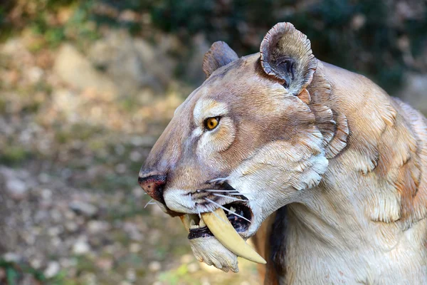 Smilodon - Tigre dei denti a sciabola — Foto Stock