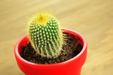 kaktüs kırmızı pot, portre