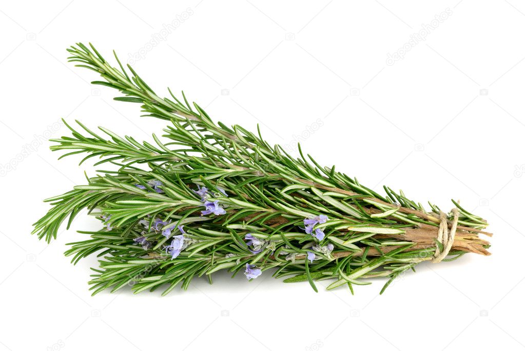 Rosemary isolated on white