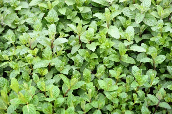 Mint plants to the market in Italy — Stock Photo, Image