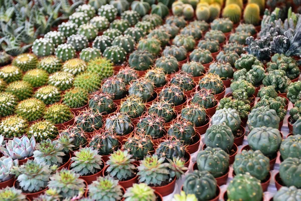 Succulenten aan de bloemenmarkt, selectieve aandacht Stockafbeelding