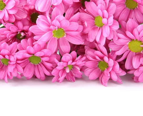Crisantemos rosados sobre blanco con texto de muestra — Foto de Stock