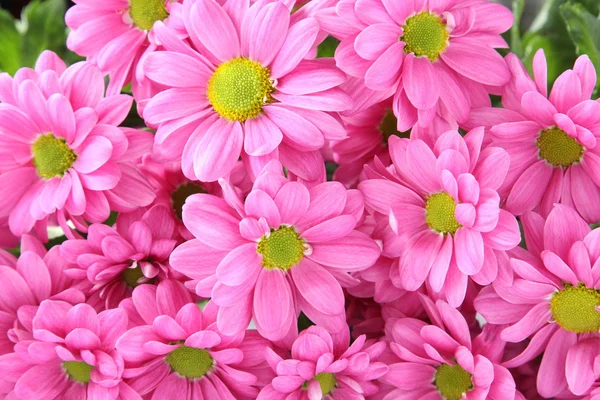 粉色菊花背景 — 图库照片