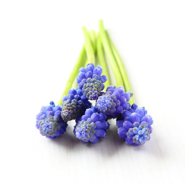 Fleurs fraîches de jacinthe de raisin muscari isolées sur blanc — Photo