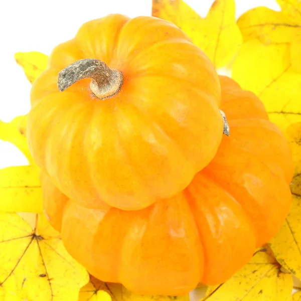 Two stacked mini pumpkins on fall yellow leaves