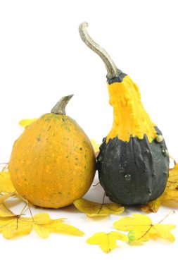 iki mini kabak üzerine sarı sonbahar yaprakları