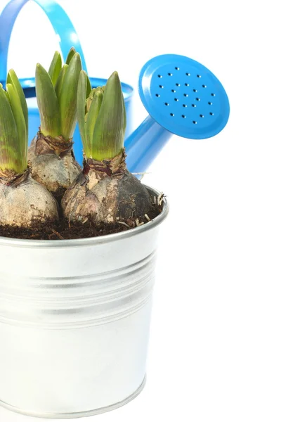 Pot of young hyacinth and blue watering can over white — Stock Photo, Image