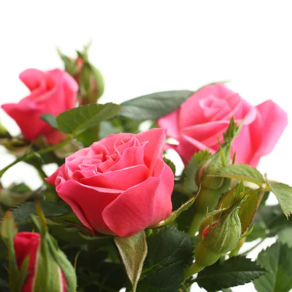 Roze rozen met de groene vloeit voort geïsoleerd op witte achtergrond — Stockfoto