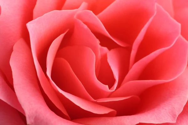 Floral achtergrond, bloem van verse roze roos, close-up, macro — Stockfoto
