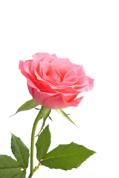 Pink rose with the green stem isolated over white Stock Photo