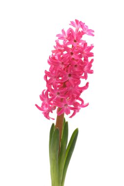 güzel beyaz üzerine pembe sümbül çiçek