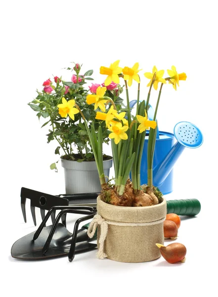 Gardening tools and flowers isolated on white — Stock Photo, Image