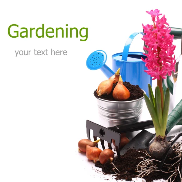 Gardening tools and hyacinth isolated on white — Stock Photo, Image