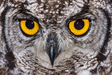 Spotted Eagle Owl clipart