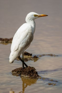sığır balıkçıl
