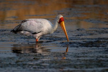 Sarı gagalı leylek