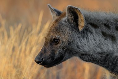 Benekli hayena portresi