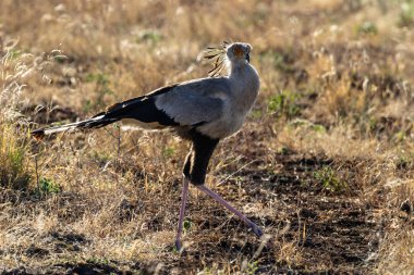 Secretarybird