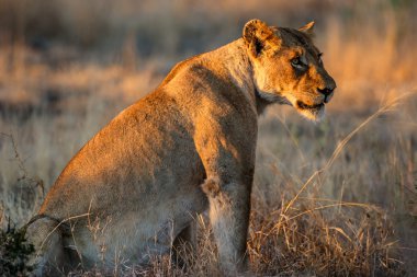 Afrika lionness