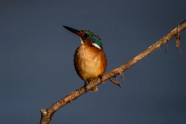 Malaquita Kingfisher no galho — Fotografia de Stock