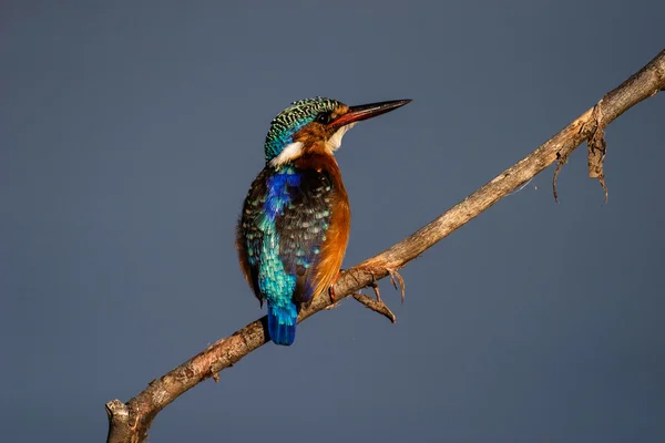 Malaquita Kingfisher no galho — Fotografia de Stock