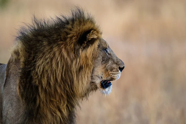 Africký Lev — Stock fotografie