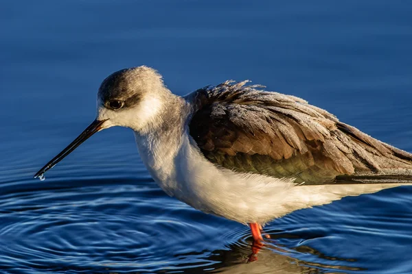 Stelzenläufer — Stockfoto