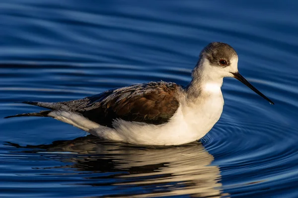 Black-winged Stilt — Stockfoto