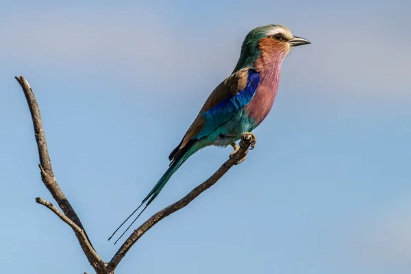 Fliederbrust-Walze — Stockfoto