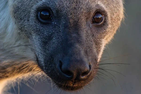 斑点を付けられた hayena の肖像画 — ストック写真