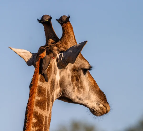 Giraff porträtt — Stockfoto