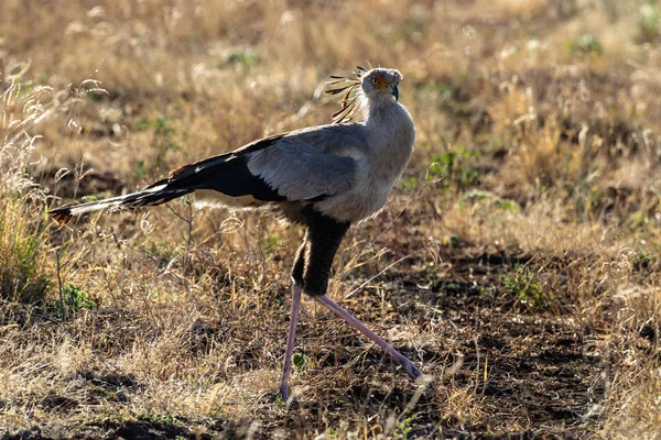 Secretarybird — 图库照片