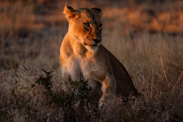 Africká lionness — Stock fotografie