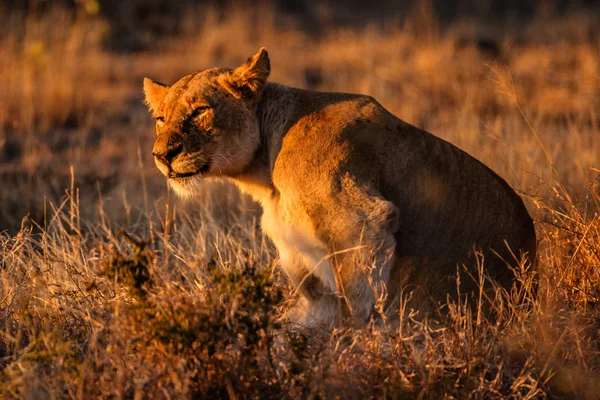 Lionness afrykański — Zdjęcie stockowe