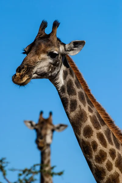 Retrato de girafa — Fotografia de Stock