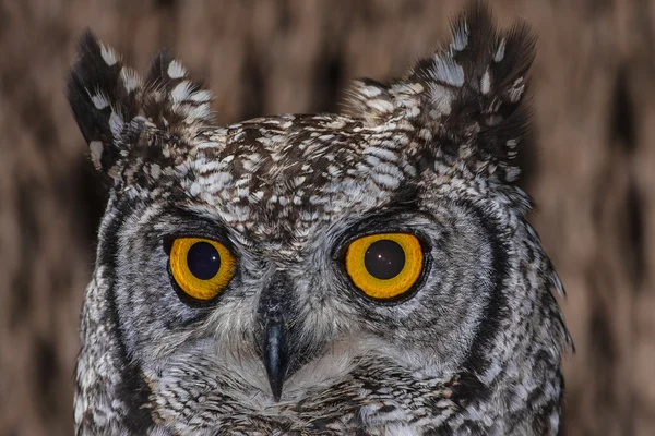 Spotted Eagle Owl — Stock Photo, Image