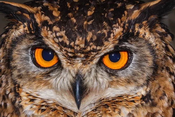 Cape Eagle Owl close-up - Stock Image - Everypixel