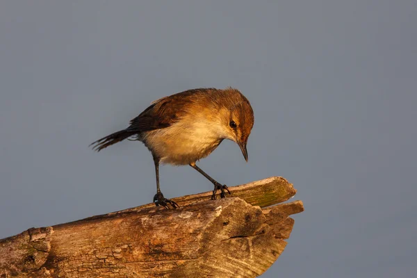 Africano Reed-Warbler — Fotografia de Stock