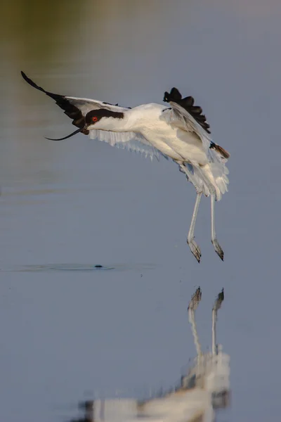 얼룩 덜 룩된 avocet — 스톡 사진