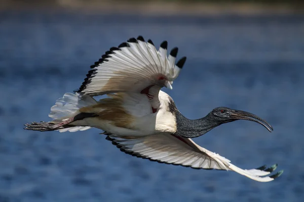 Αφρικανική ιερές ibis — Φωτογραφία Αρχείου