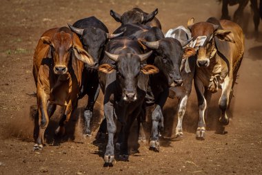 Bullrun