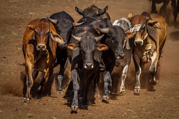 Bullrun — Stock fotografie