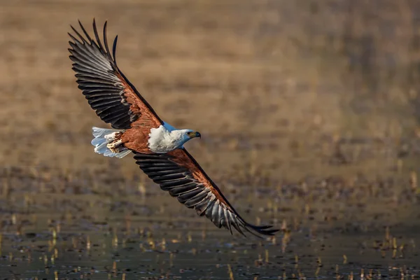 Poisson aigle survol — Photo