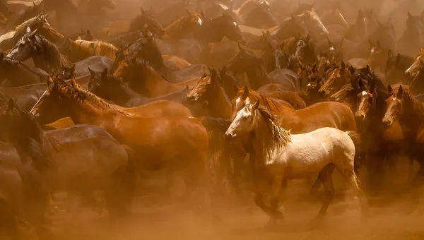 Das weiße Pferd — Stockfoto