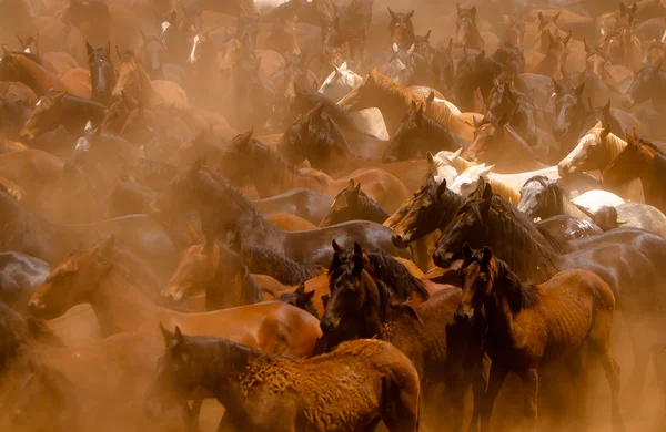 Cavalli che corrono nella polvere Foto Stock
