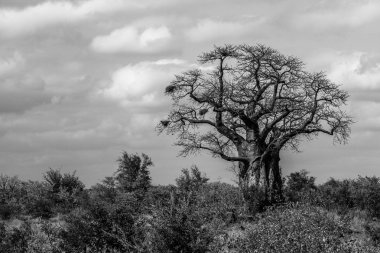 büyük baobab